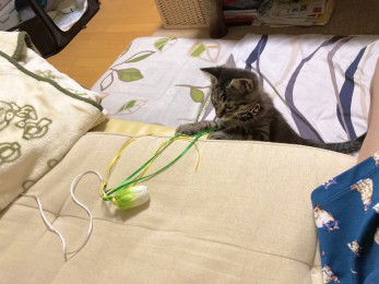 アクセントクロス②｜旭川でおしゃれな注文住宅を建てるならリムハウス