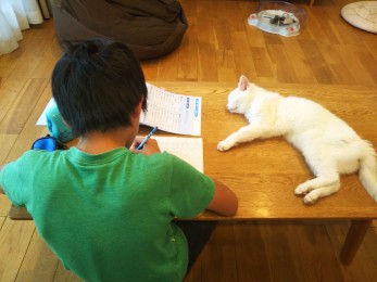 宿題をする息子の横で居眠り猫先生